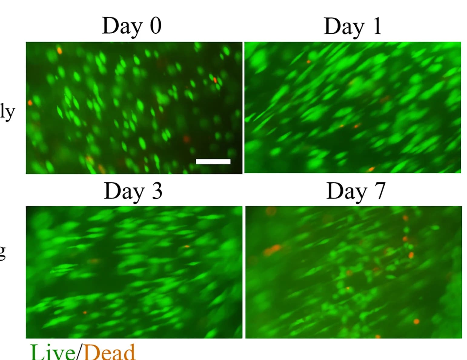 Open access visualization of Microscopy, Live/Dead Assay, Cells, TC300