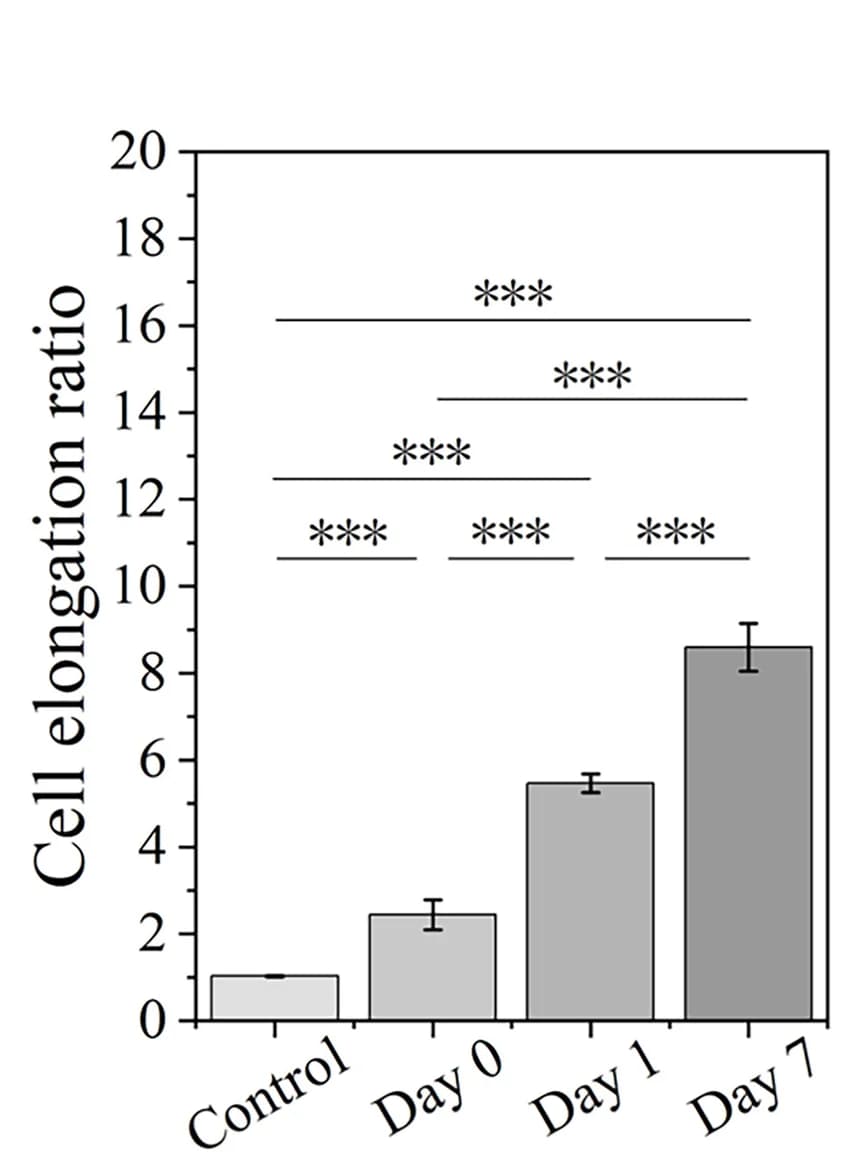 Open access visualization of Bar Plot, Error Bars, Cell Elongation Ratio, Culture