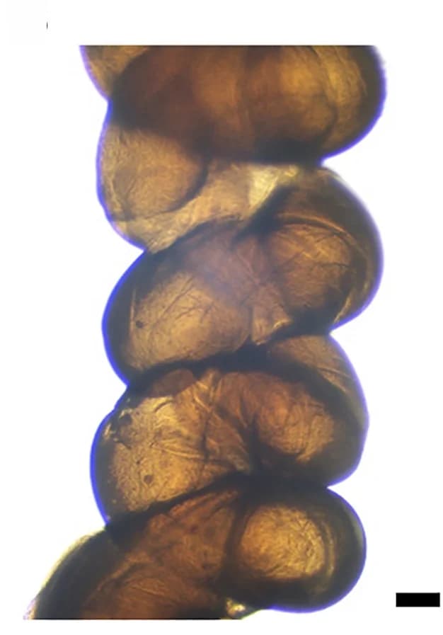 Open access visualization of Microscopy, Optical Photo, Helix TC300