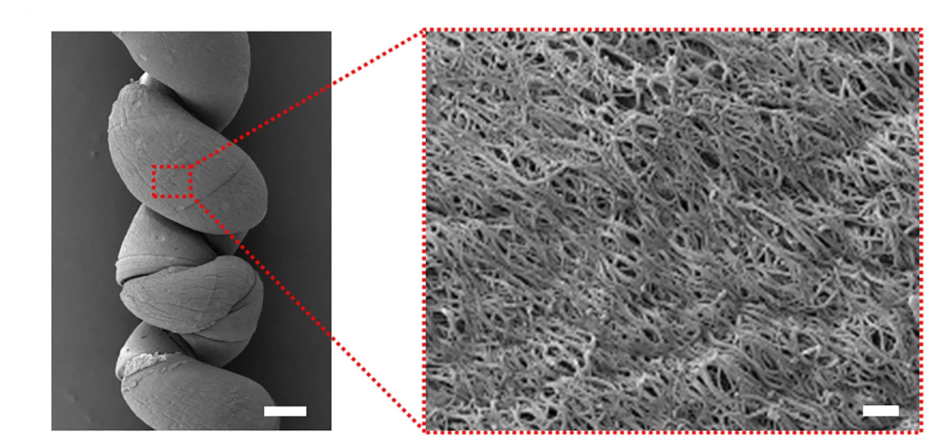 Open access visualization of Microscopy, SEM Images, Helix TC300