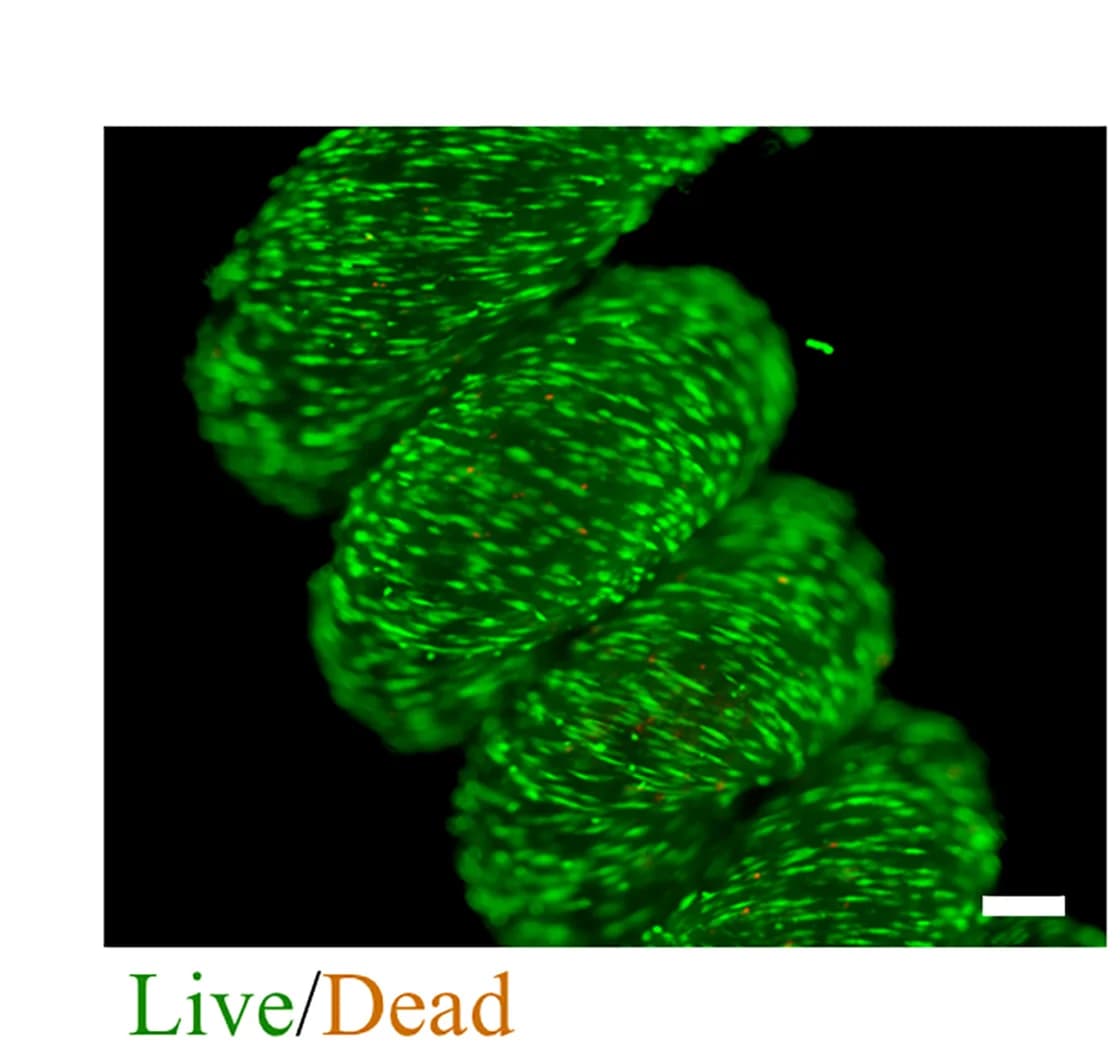 Open access visualization of Microscopy, Live/Dead Assay, Cell Culture, Helix TC300, Live Cells