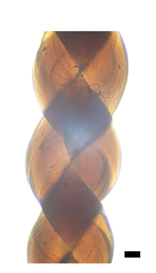 Open access visualization of Microscopy, Optical Photo, Braided TC300