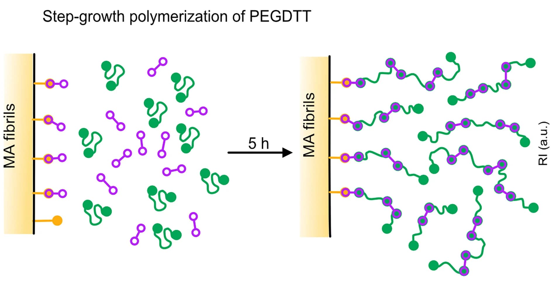 Open access visualization of Workflow, Illustration, In Situ Polymerization, PEGDTT