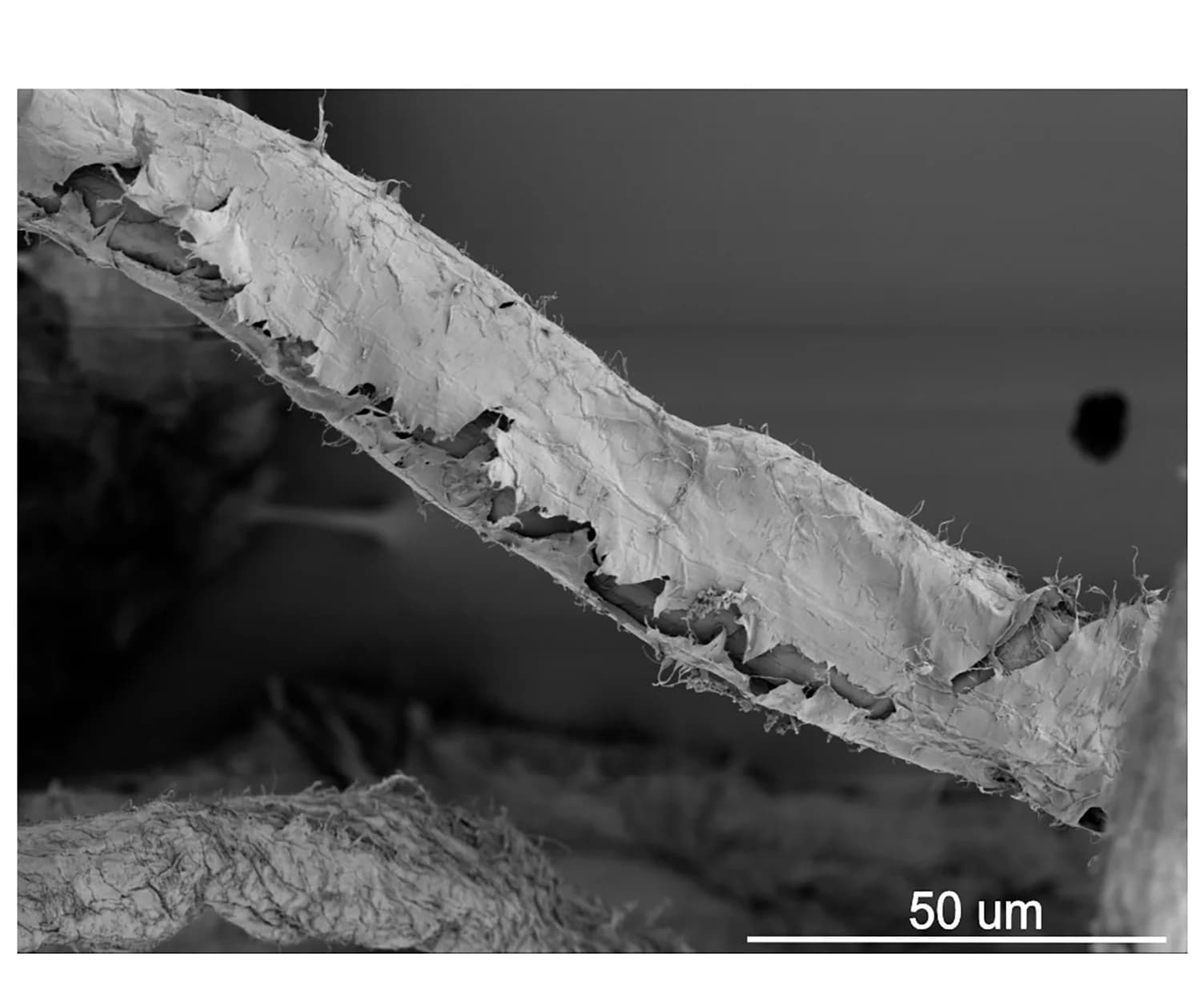 Open access visualization of Microscopy, Photo, SEM Image, MA750 Fiber, In Situ Polymerization