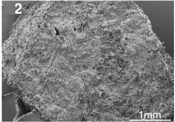Open access visualization of Microscopy, SEM Images, Hydrogels, Morphology