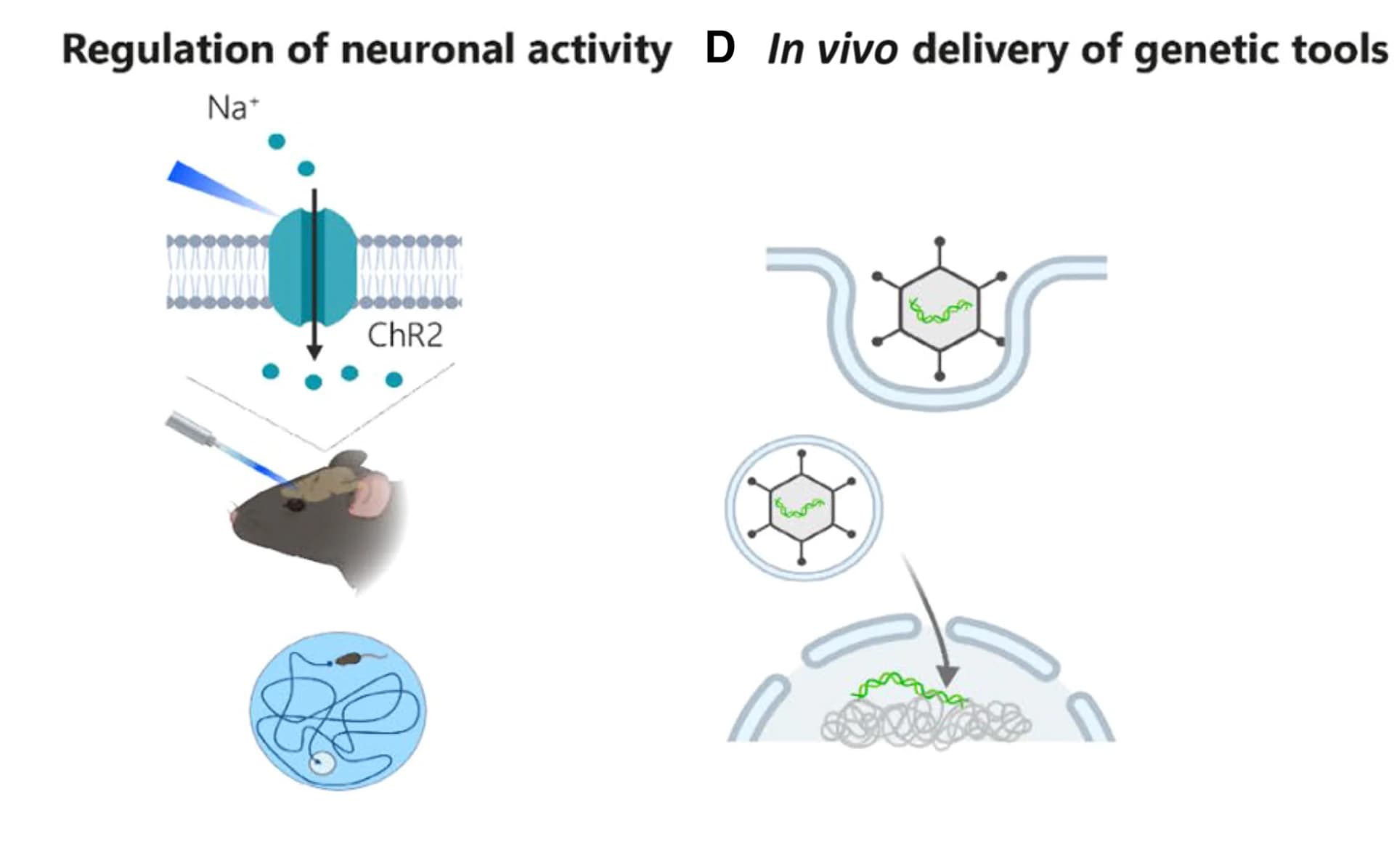 Open access visualization of Illustration, Optogenetics, Ion Channels, Neuronal Depolarization, Brain Regions