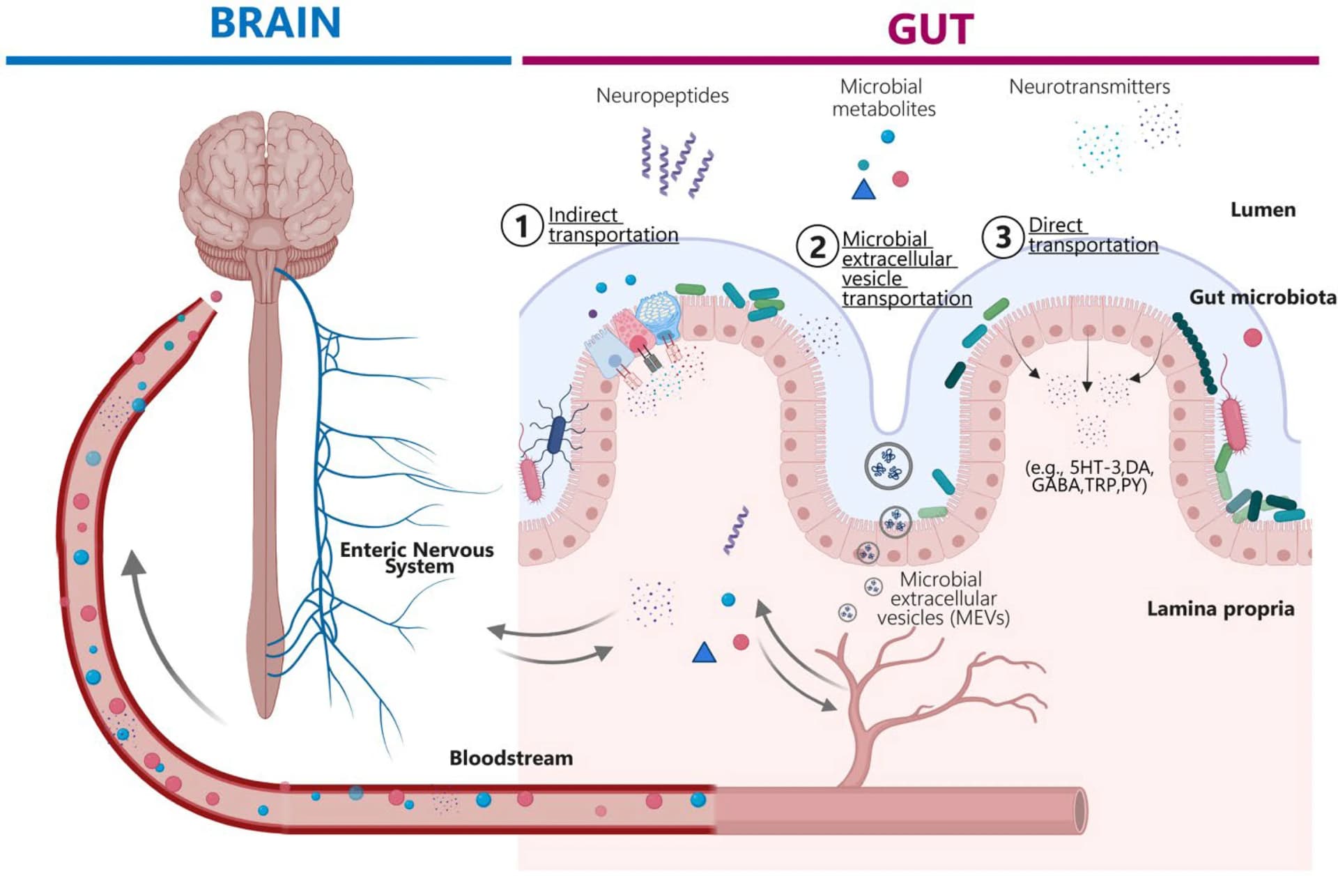 Open access visualization of Workflow, Illustration, Gut Bacteria, Metabolites, Bloodstream