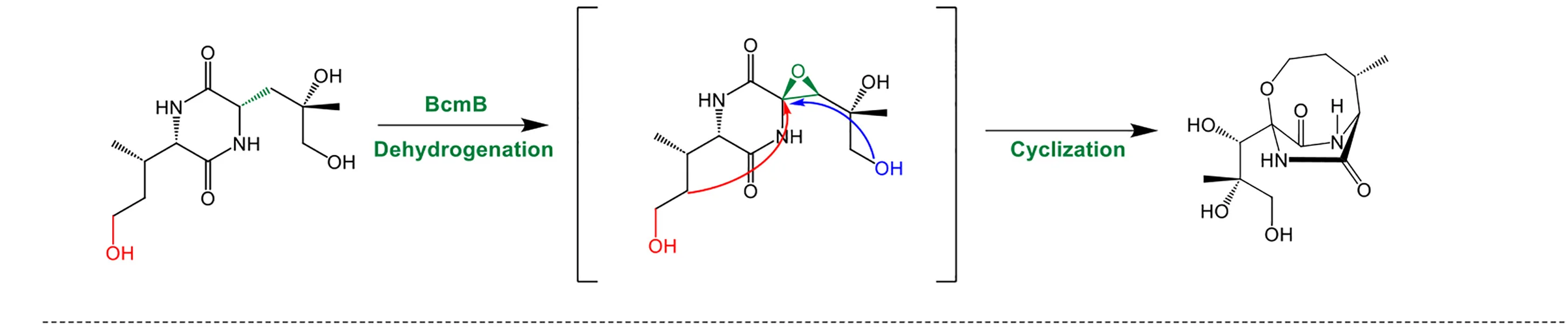 Open access visualization of Chemical Structure, Workflow, Chemical Synthesis, Bicyclomycin
