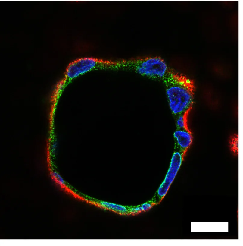 Open access visualization of Microscopy, Hemicyst, MDCK-II Cells, Nuclei, DAPI