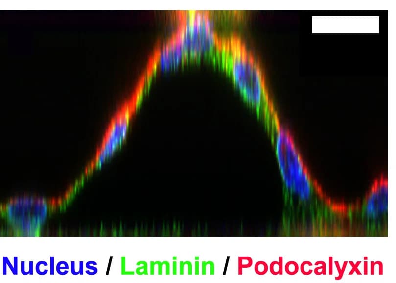 Open access visualization of Microscopy, Orthogonal View, Hemicyst, MDCK-II Cells