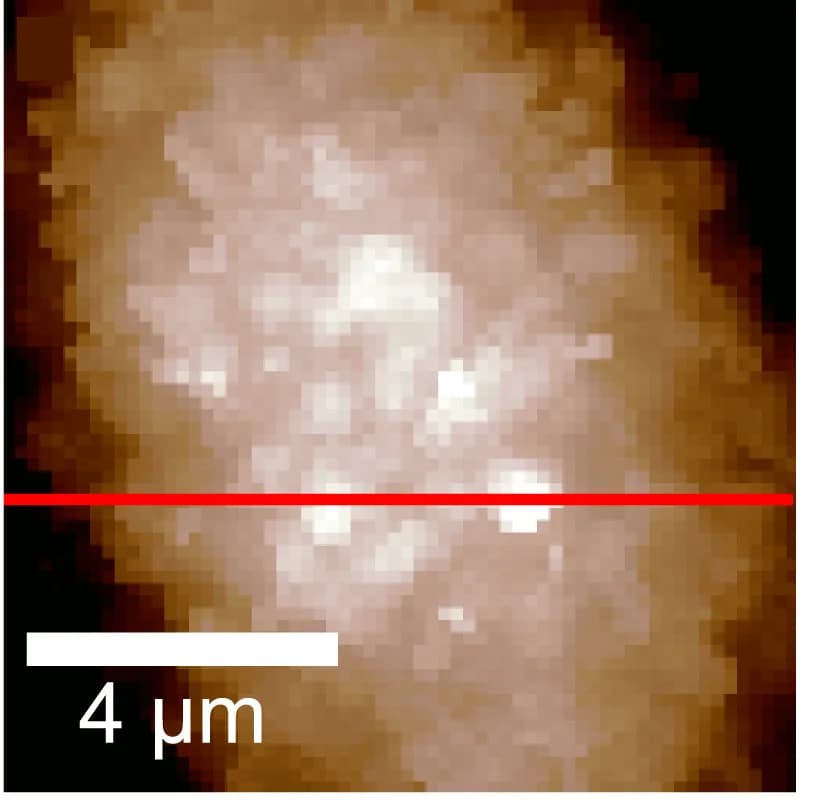 Open access visualization of Microscopy, SICM Image, Hemicyst, Apical Membrane
