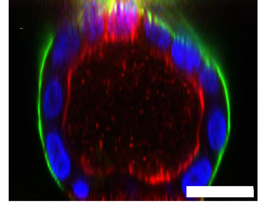 Open access visualization of Microscopy, Orthogonal View, MDCK-II Cyst