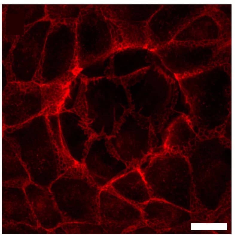 Open access visualization of Microscopy, Confocal Images, Z Stacks, Nuclei, DAPI