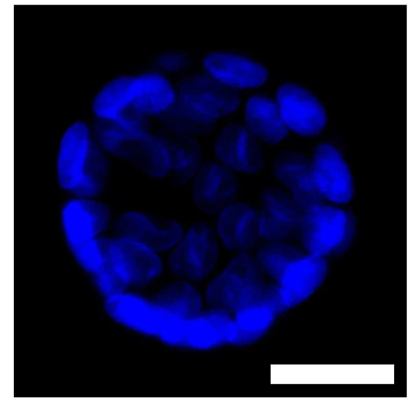 Open access visualization of Microscopy, Confocal Images, Z Stacks, Nuclei, DAPI
