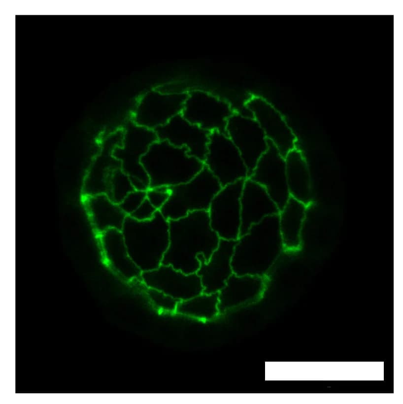 Open access visualization of Microscopy, Confocal Images, Z Stacks, Nuclei, DAPI