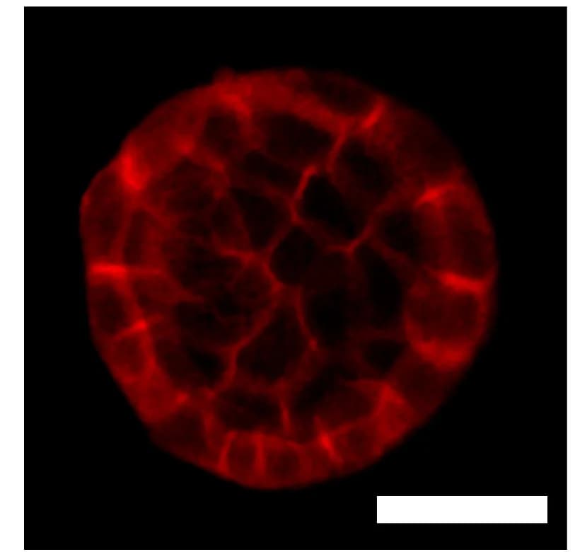 Open access visualization of Microscopy, Confocal Images, Z Stacks, Nuclei, DAPI