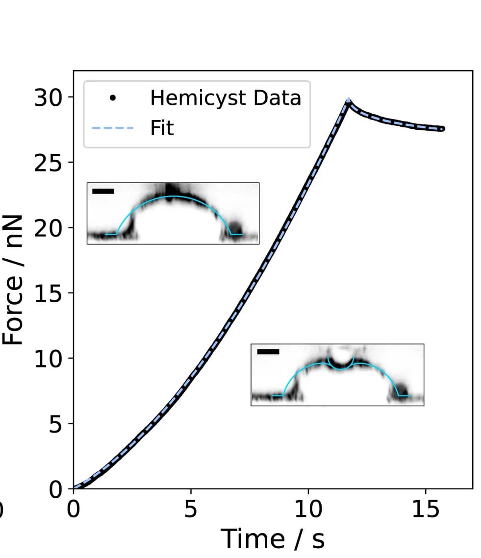 Open access visualization of Line Plot, Microscopy, Indentation-Relaxation Curve, Hemicyst, Tension-Based Model