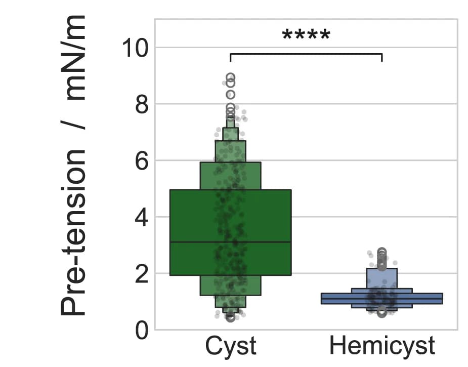 Open access visualization of Violin Plot, Box Plot, Pre-Tension, Area Compressibility Modulus, Fluidity