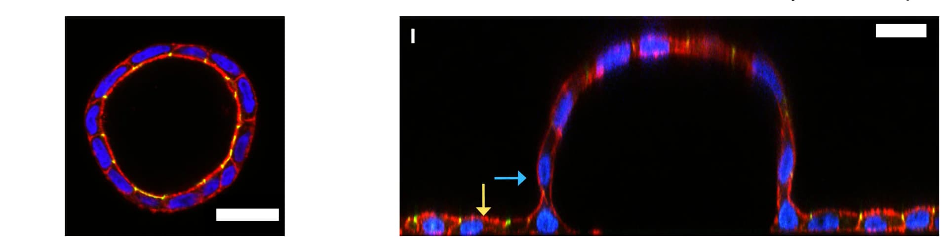 Open access visualization of Microscopy, Fluorescence Image, Cyst, Actin, ZO-1
