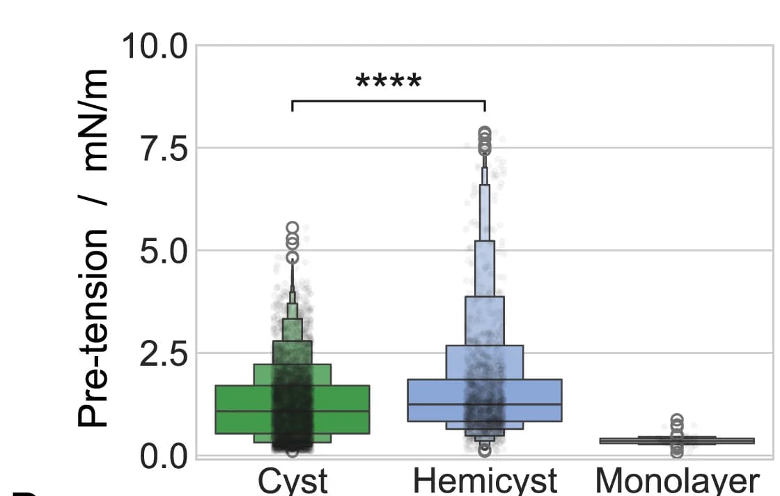 Open access visualization of Raincloud Plot, Viscoelastic Parameters, Cysts, Letter-value Plots, Boxenplots