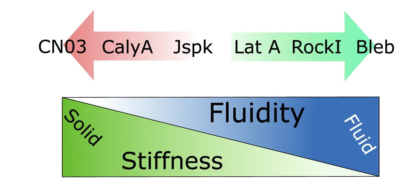 Open access visualization of Illustration, Drug Treatment, Fluidity, Compressibility, Experimental Data