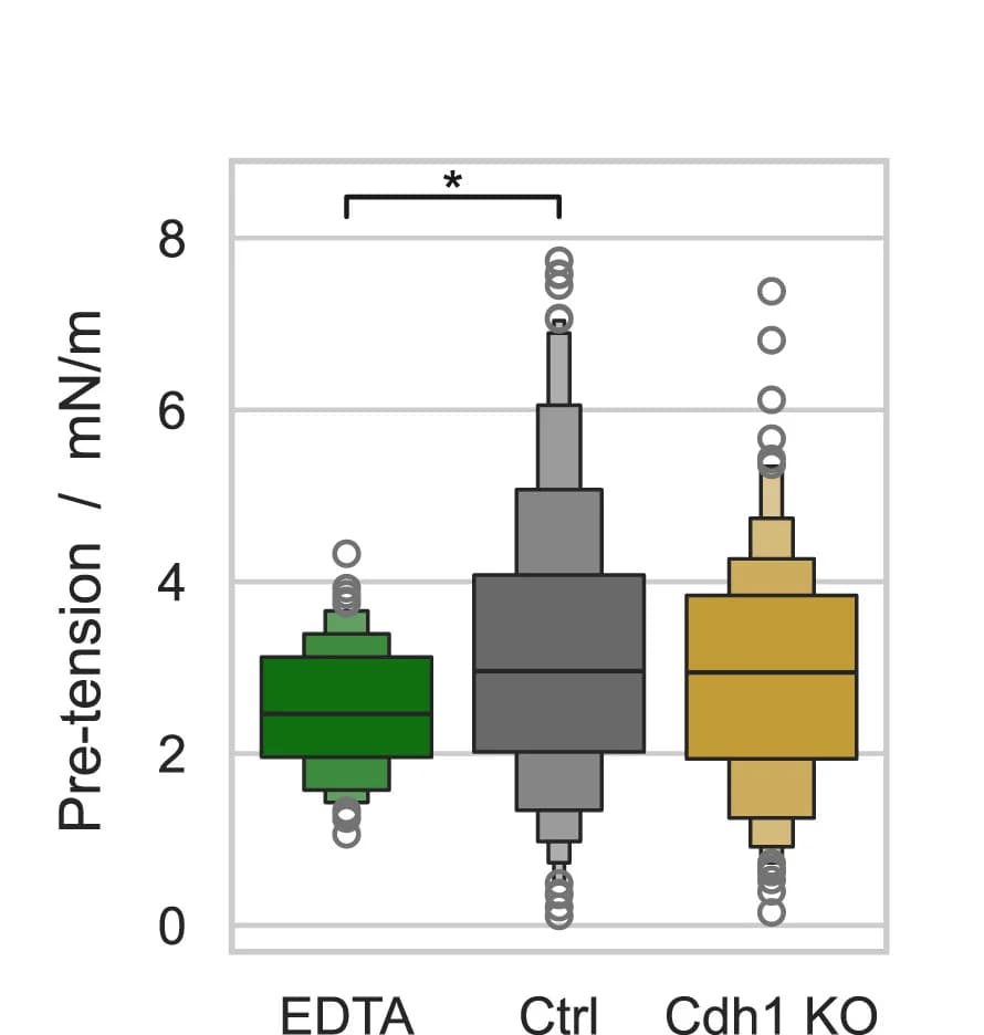 Open access visualization of Box Plot, Violin Plot, Viscoelastic Parameters, Cyst, EDTA Treatment