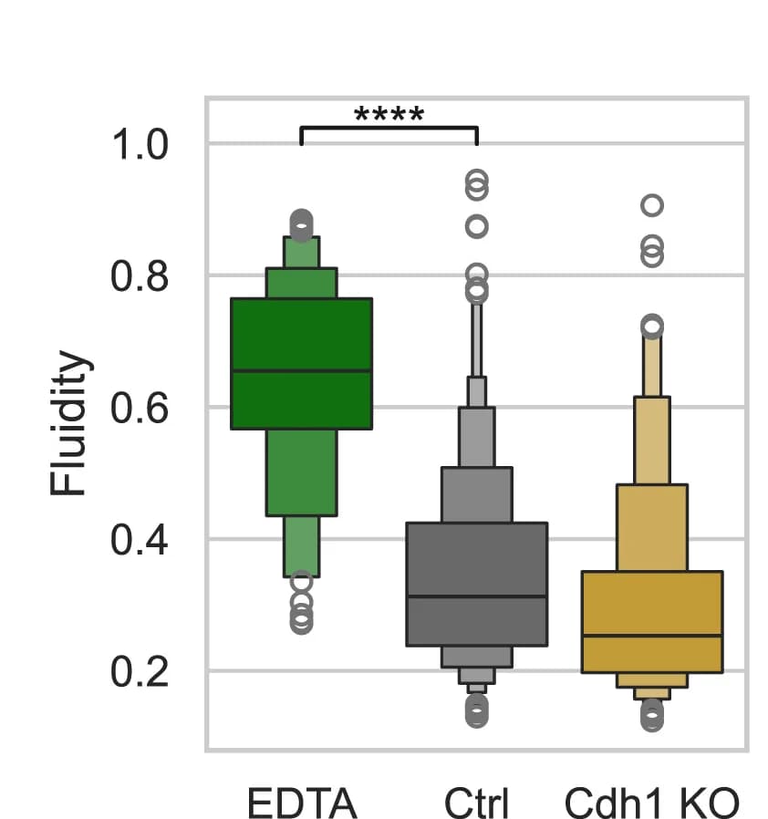Open access visualization of Violin Plot, Box Plot, Viscoelastic Parameters, Cyst, EDTA Treatment