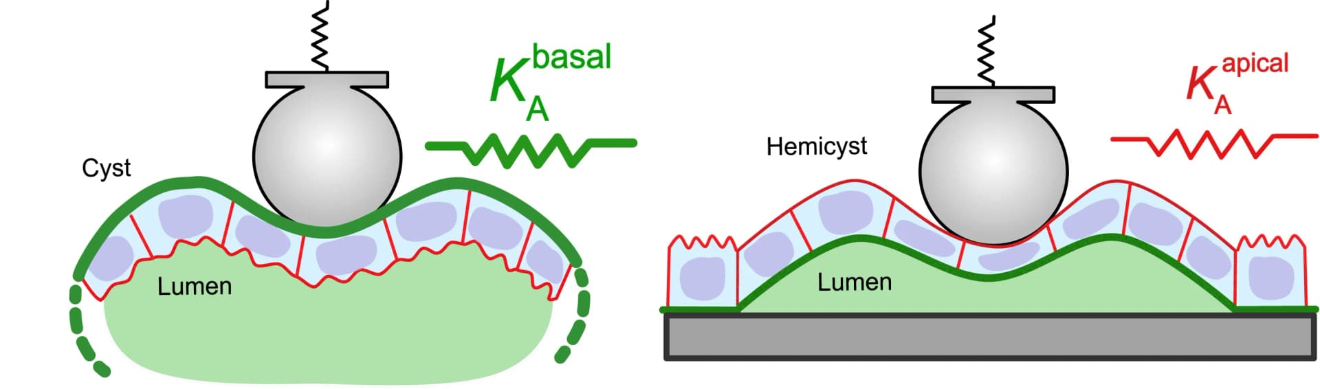 Open access visualization of Illustration, Cells, Epithelia, Cysts, Domes