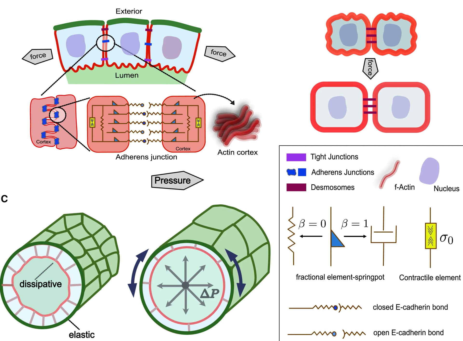 Open access visualization of Illustration, Workflow, Tissue, In-plane Tension, Areal Strain
