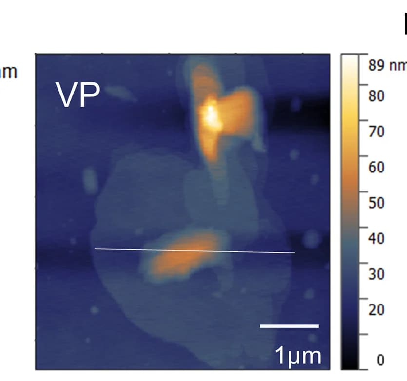 Open access visualization of Microscopy, AFM 2D Images, Black Phosphorus