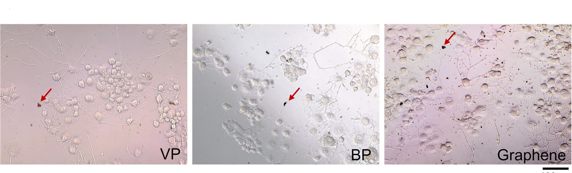 Open access visualization of Microscopy, PC12 Cells, VP, BP, Graphene
