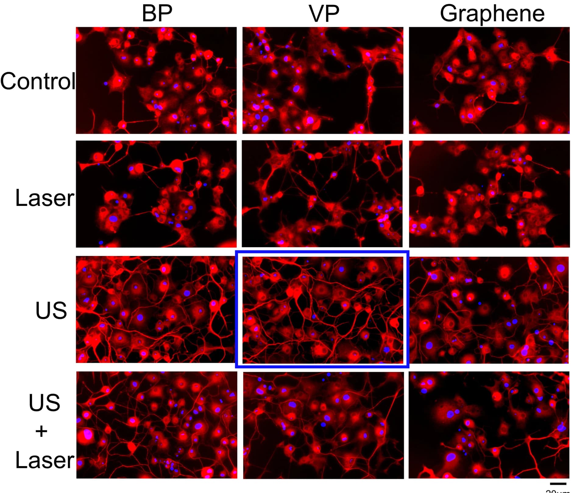 Open access visualization of Microscopy, Fluorescence Staining Images, PC12 Cells