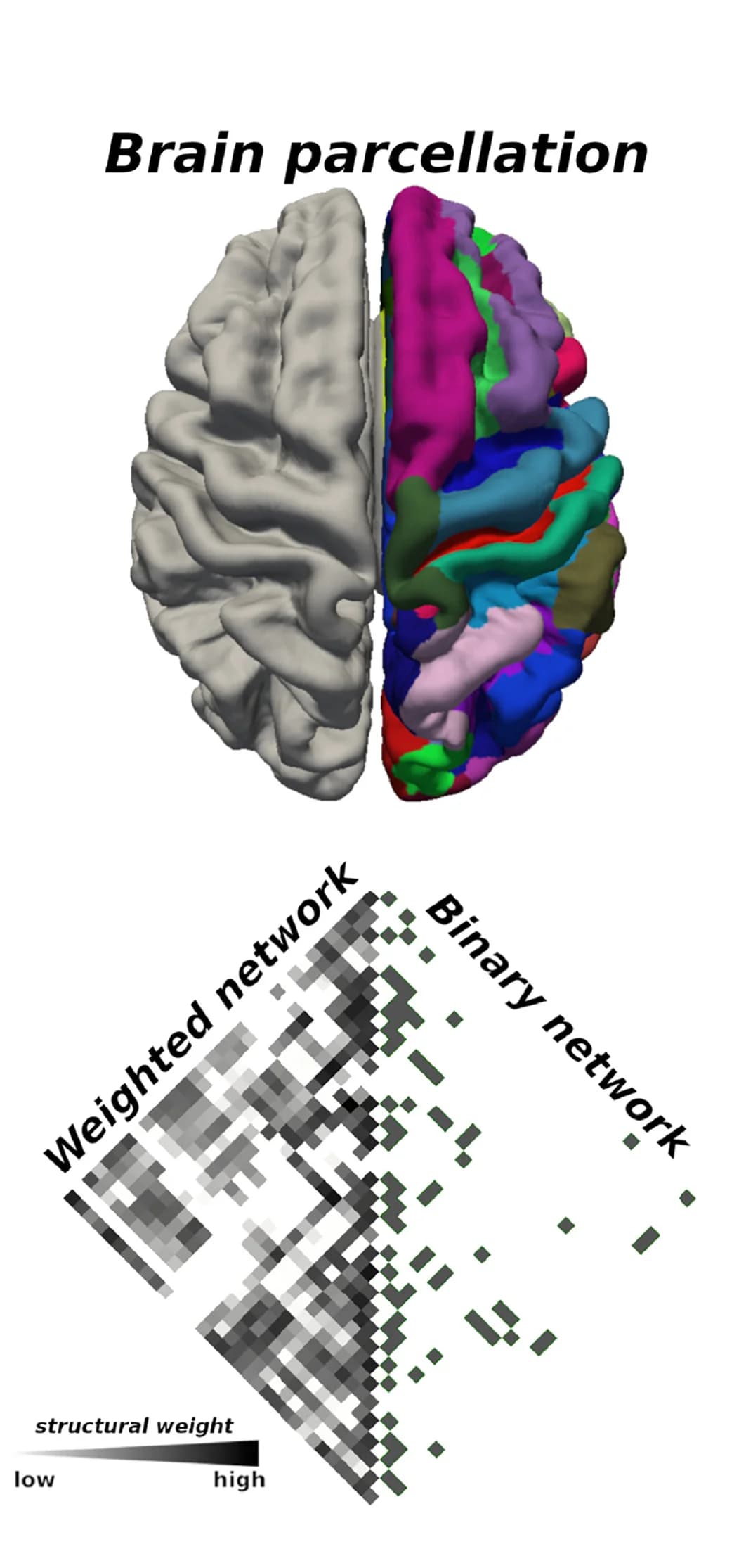 Open access visualization of Heatmap, 3D Plot, Brain Parcellation, Structural Network, Binarized Network