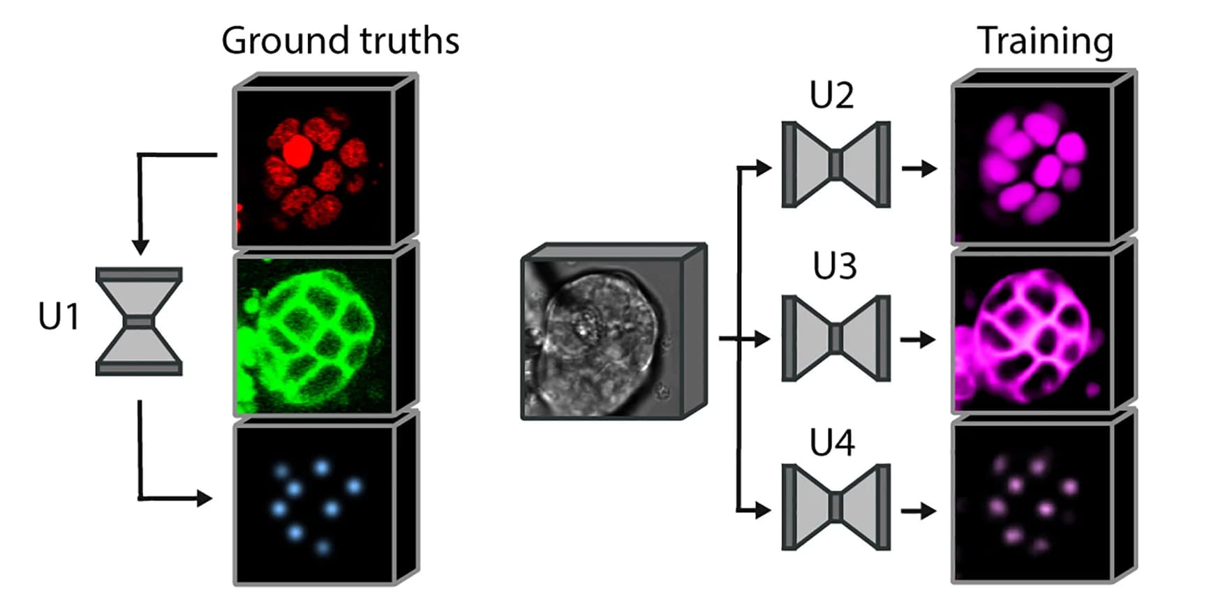 Open access visualization of Workflow, Microscopy, Training Neural Networks, LabelFreeTracker, Nuclear Center Positions