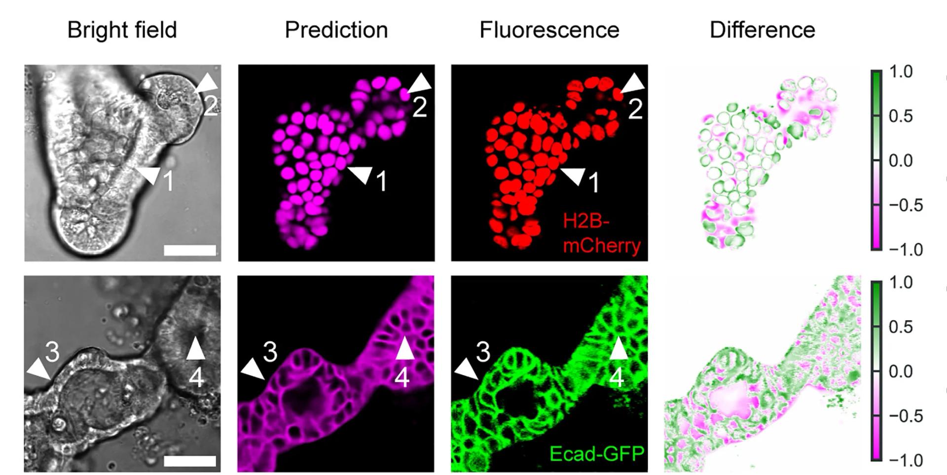 Open access visualization of Microscopy, 2D Slices, Organoids, H2B-mCherry Nuclear Reporter, E-cadherin-GFP Reporter