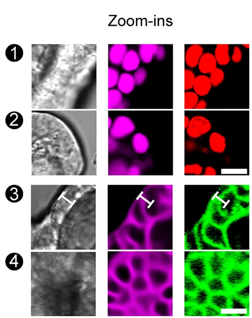 Open access visualization of Microscopy, Magnifications, LabelFreeTracker, Nuclear Features, Edge Distortions