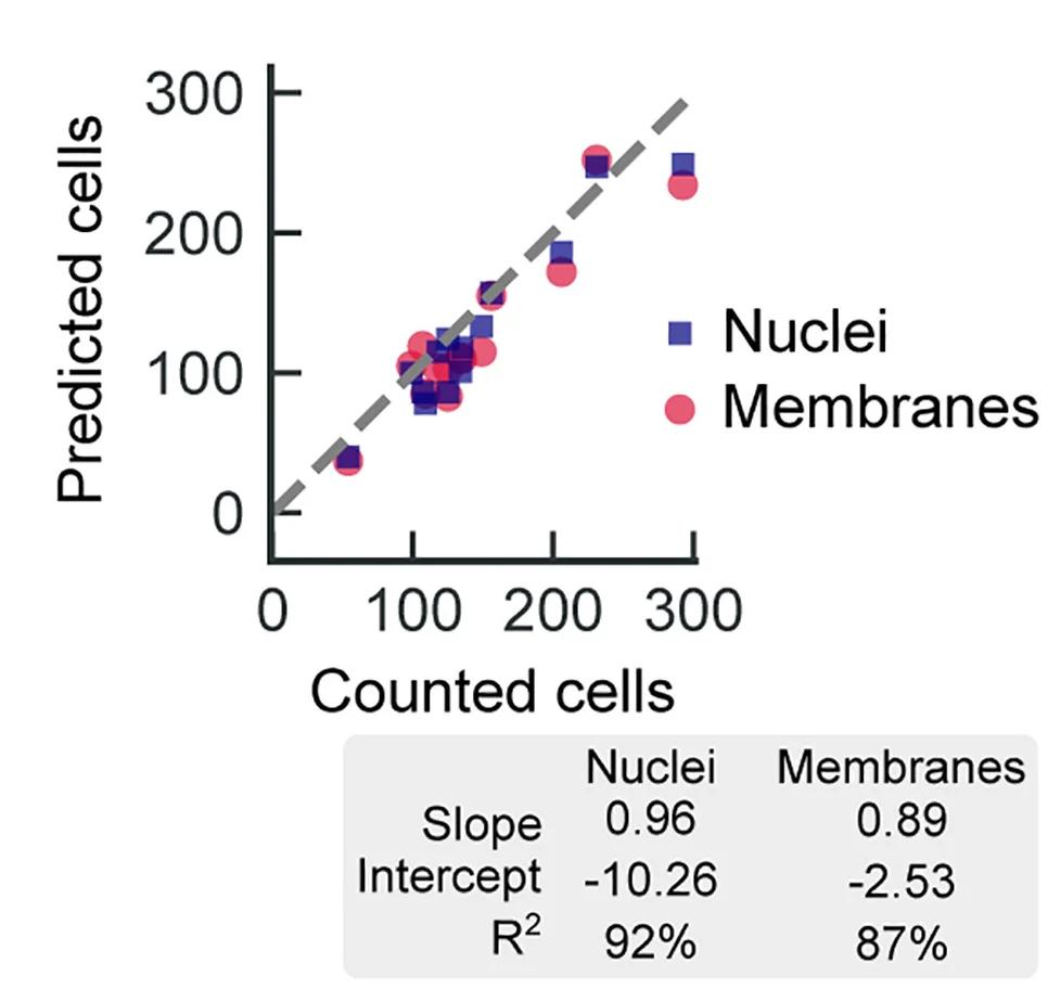 Open access visualization of Scatter Plot, Regression Plot, Cells, Nucleus-Center Prediction Network, Membrane Network
