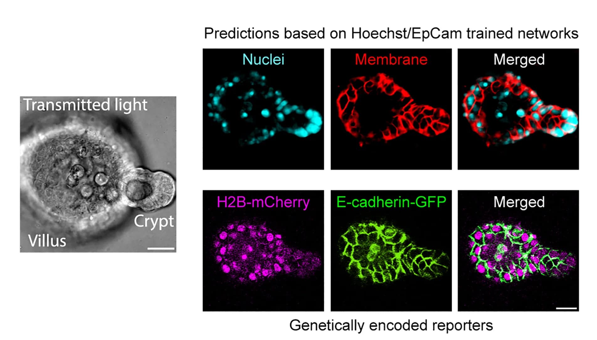 Open access visualization of Microscopy, LabelFreeTracker, Organoids, Nuclei, Membranes