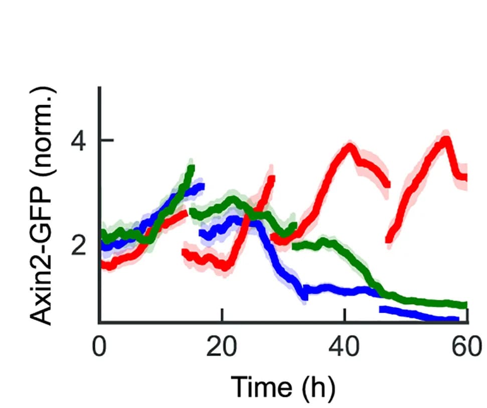 Open access visualization of Line Plot, Error Bars, Axin2-sGFP Fluorescent Signal, Villus, Transit-Amplifying Region