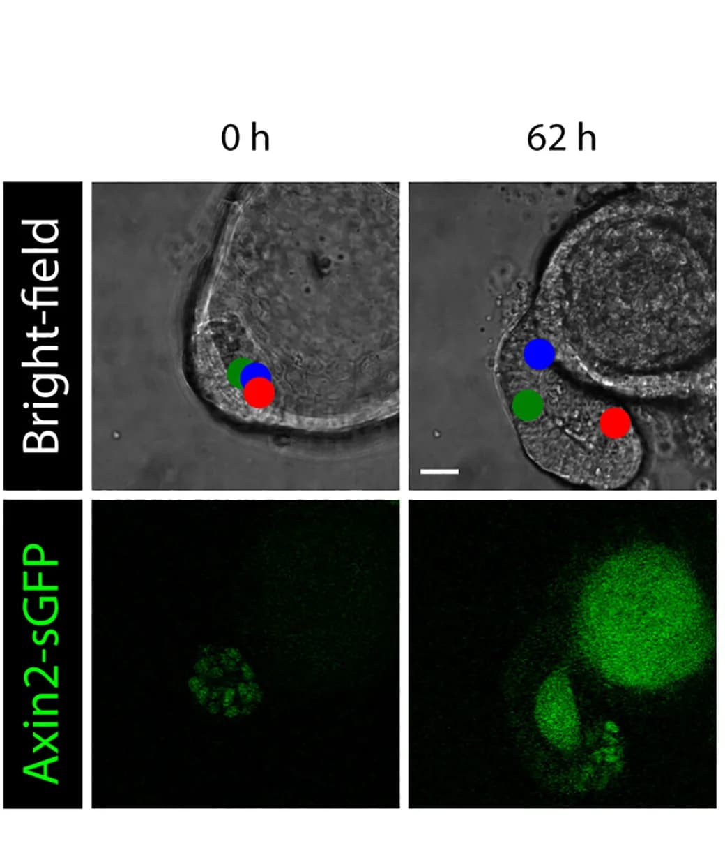 Open access visualization of Microscopy, Crypt-Villus Axis, Cell Position, Time Lapse, Images