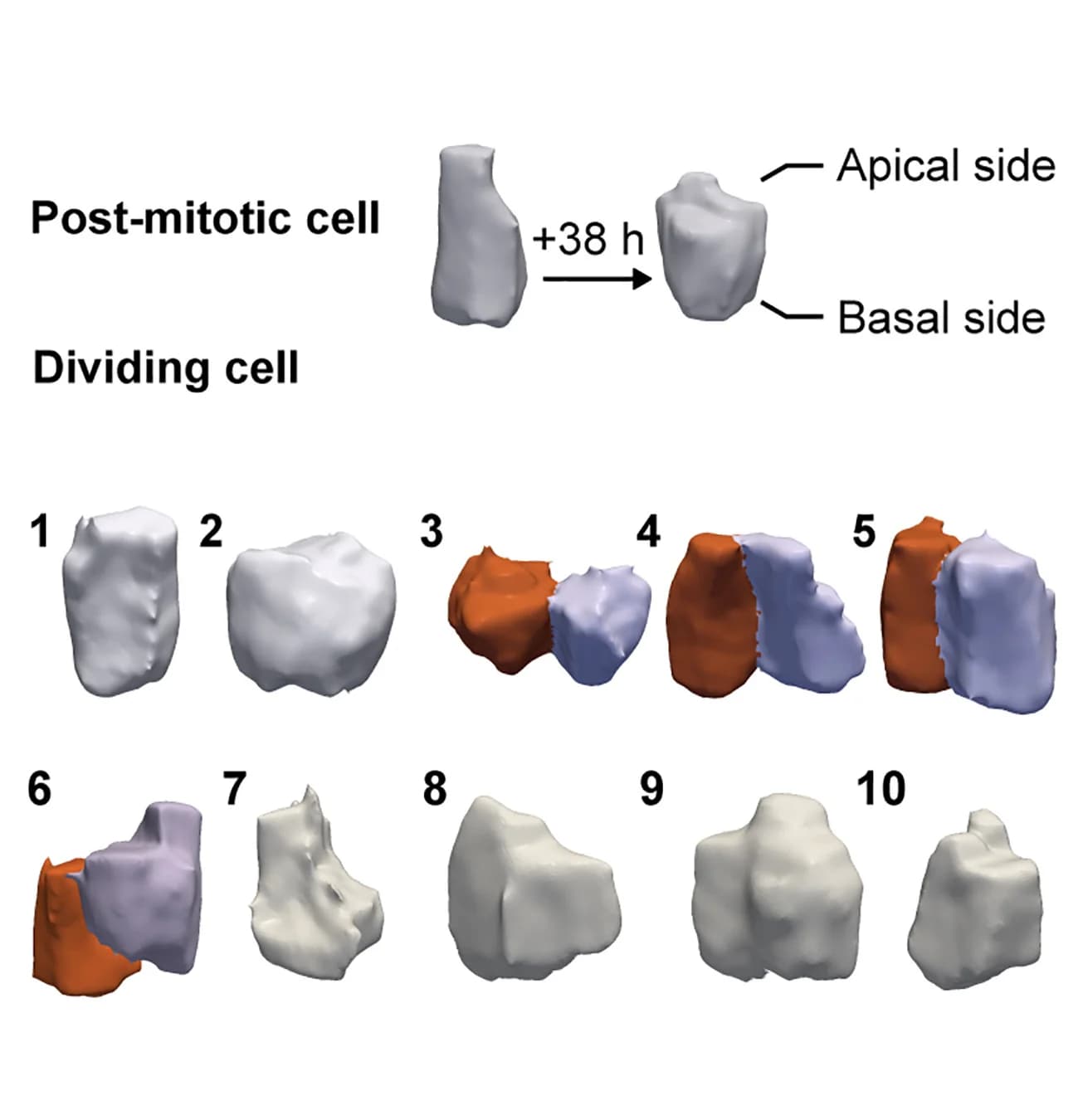Open access visualization of 3D Plot, 3D Rendering, Post-Mitotic Cell, Dividing Cell, Cell Volume