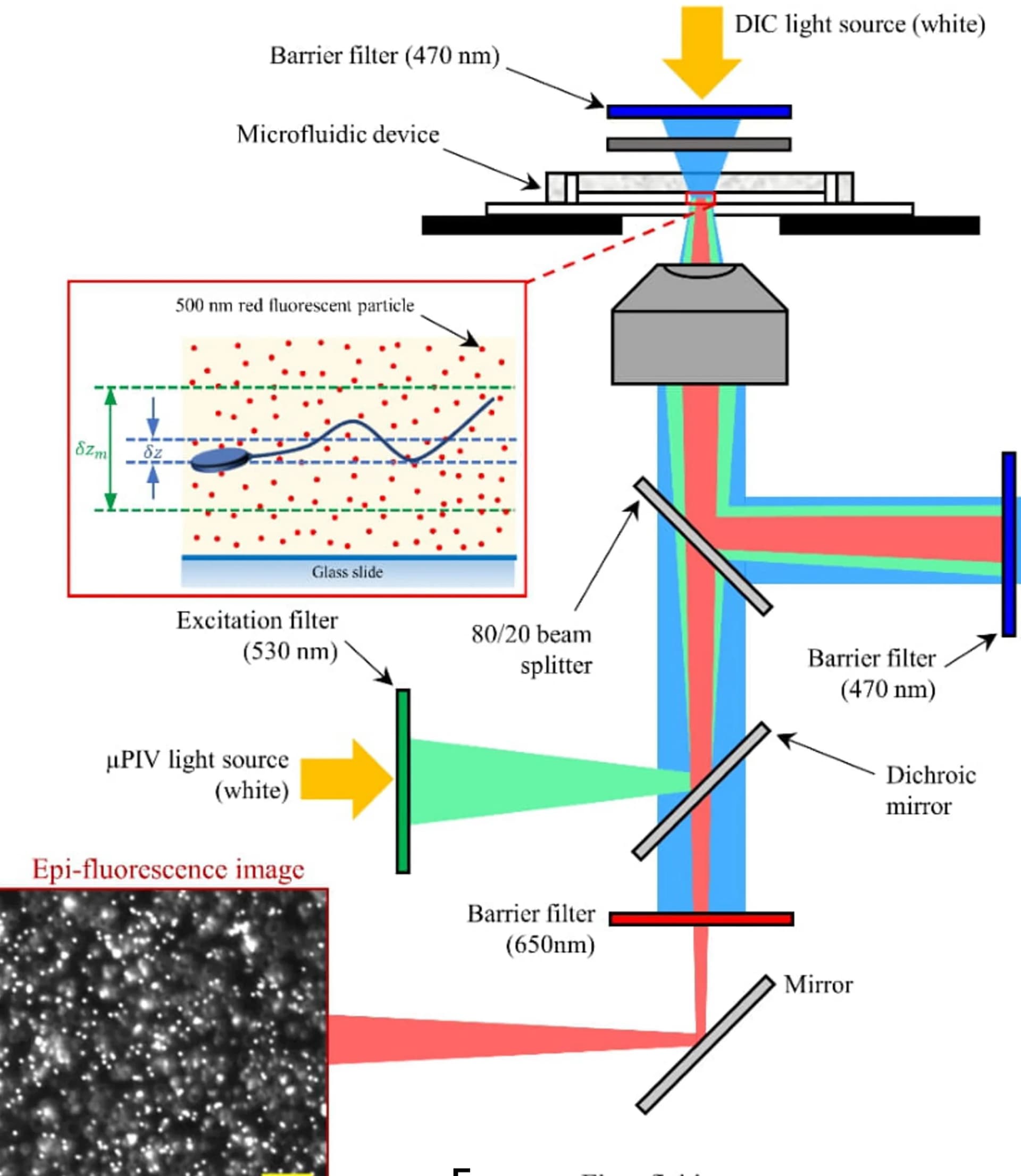 Open access visualization of Workflow, Illustration, Sperm, Fluorescent Particles, Depth of Field