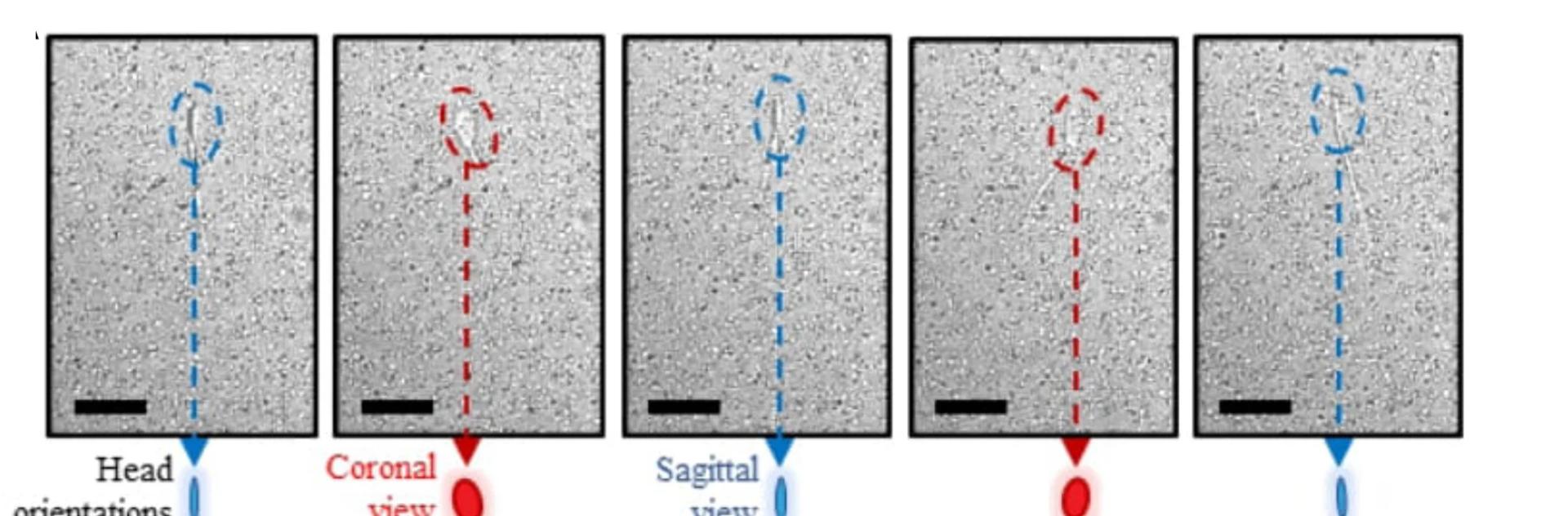 Open access visualization of Microscopy, Sperm, DIC Mode, Image Sequence