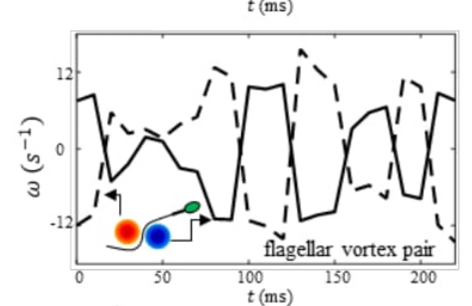 Open access visualization of Line Plot, Enstrophy, Flagellum, Vorticity Fields, Rotational Direction