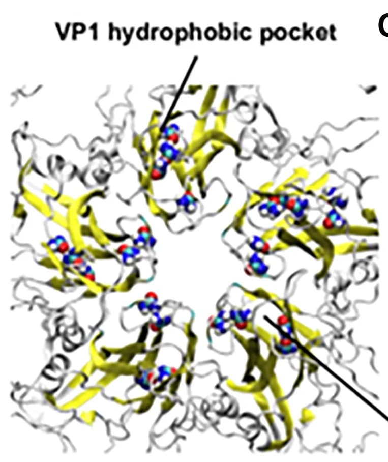 Open access visualization of Protein Structure, Chemical Structure, Hydrophobic Pocket, VP1