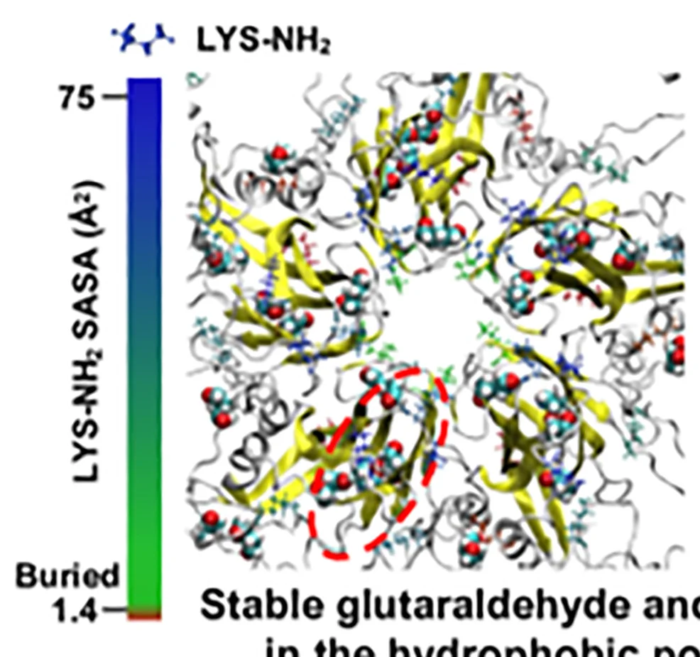 Open access visualization of Protein Structure, Chemical Structure, SASA, lys-NH2, EV71 pentamer
