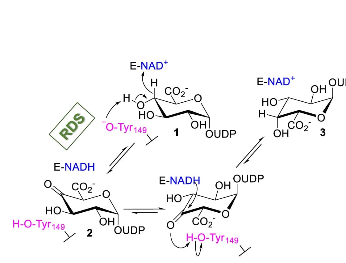 Open access visualization of Chemical Structure, UDP-GlcA, UDP-GalA, Enzyme-NAD+, Reaction Mechanism