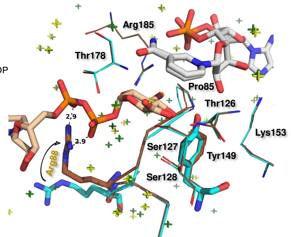 Open access visualization of Protein Structure, Chemical Structure, UDP-GlcA, Arg88, NAD+