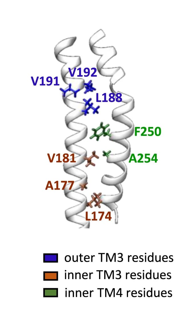 Open access visualization of Protein Structure, TM3, TM4, Residues, Interface