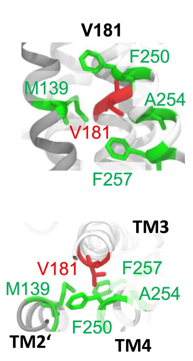 Open access visualization of Protein Structure, 3D Plot, V181, Residues, Snapshots